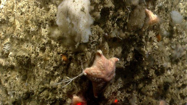 Sea star. Picture