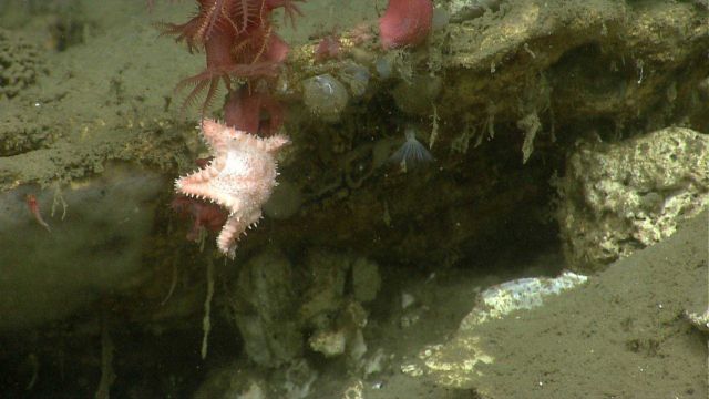Sea star. Picture