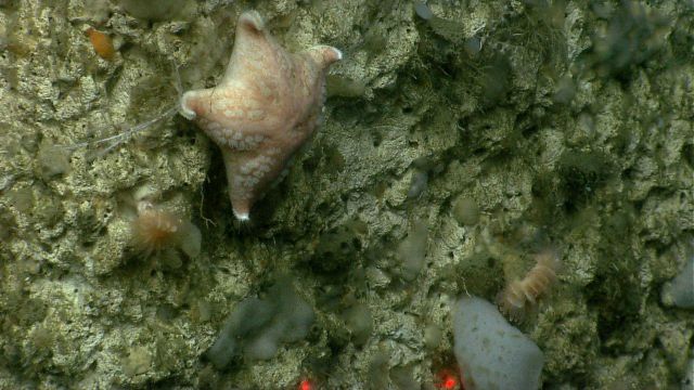 Sea star. Picture