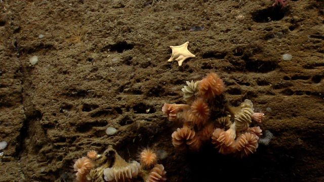 Sea star. Picture