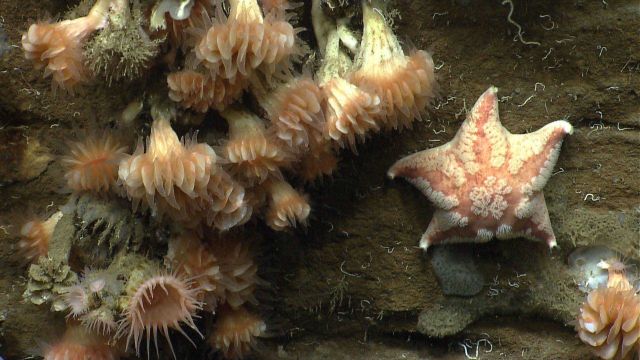 Sea star. Picture