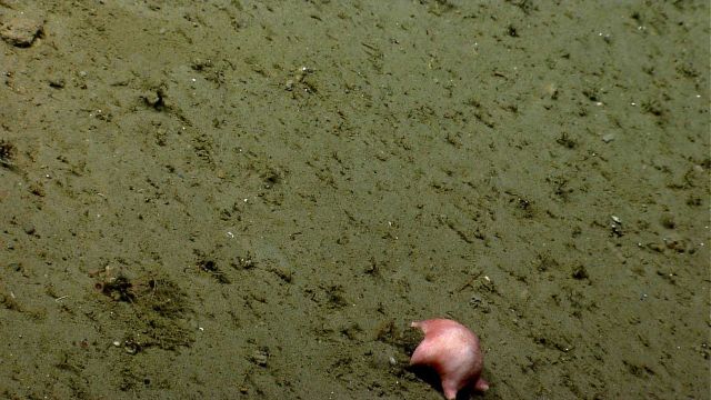 Sea star. Picture