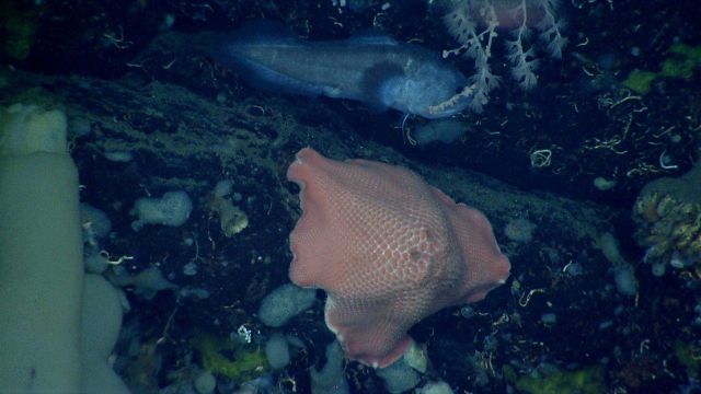 Sea star. Picture