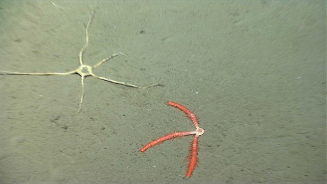 Sea star. Picture