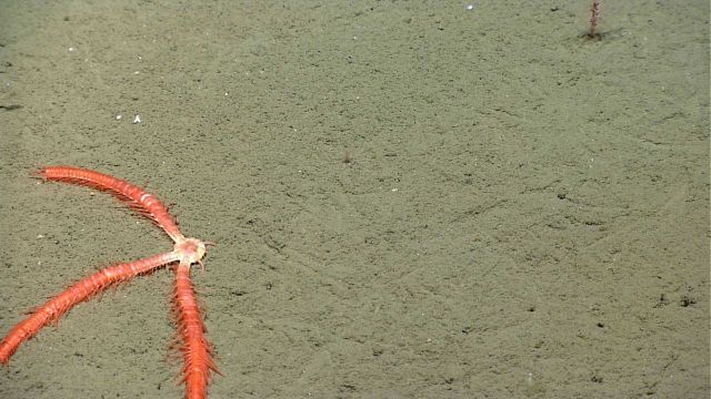Sea star. Picture