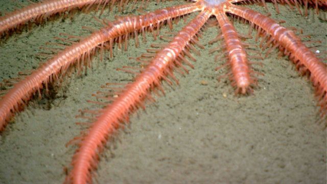 Sea star. Picture