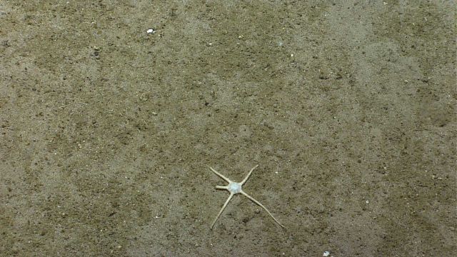 Sea star. Picture