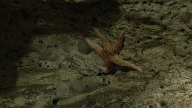 Sea star. Picture
