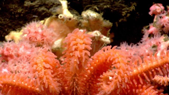 Sea star. Picture