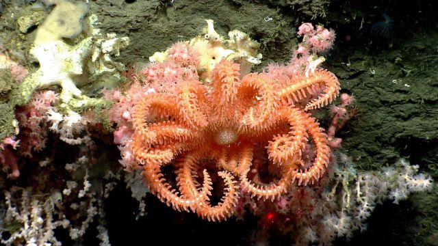 Sea star. Picture