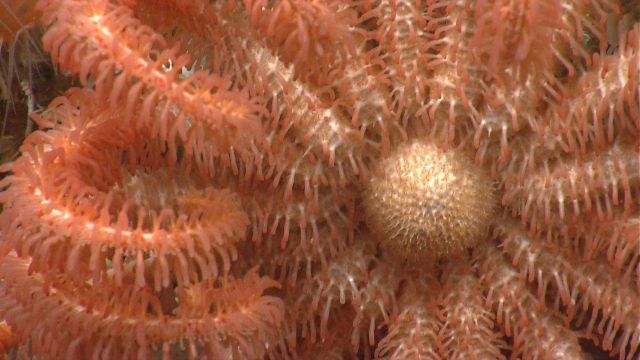 Sea star. Picture