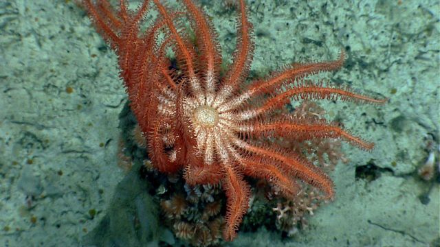 Sea star. Picture
