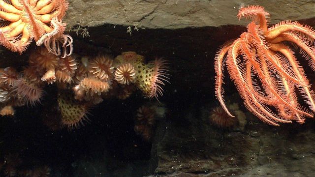 Sea star. Picture