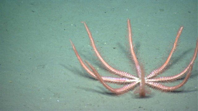 Sea star. Picture