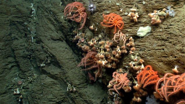 Sea star. Picture