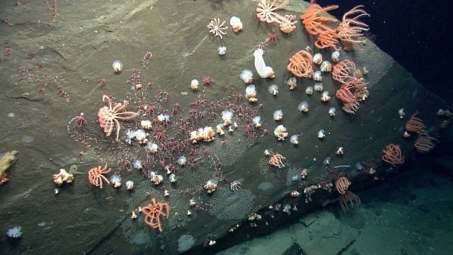 Sea star. Picture