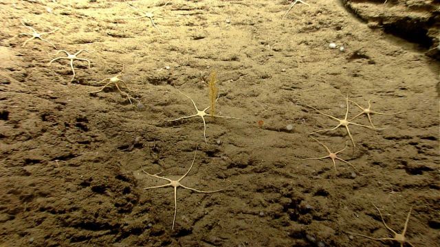 Brittle star. Picture