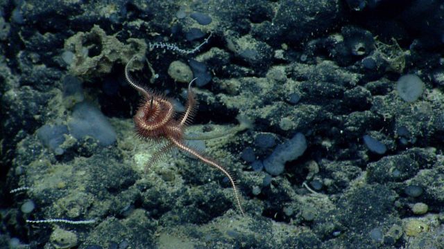 Brittle star. Picture