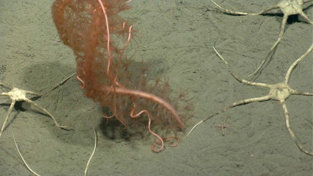 Brittle star. Picture
