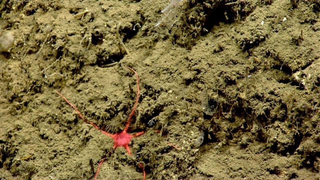 Brittle star. Picture