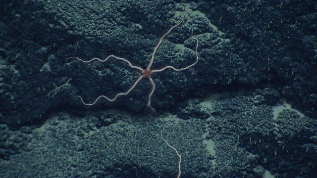 Brittle star. Picture