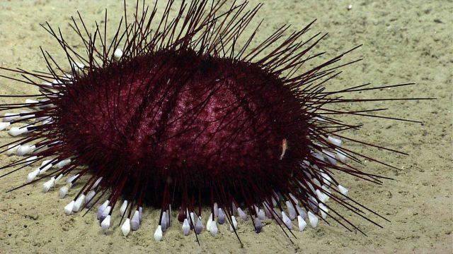 Sea urchin. Picture