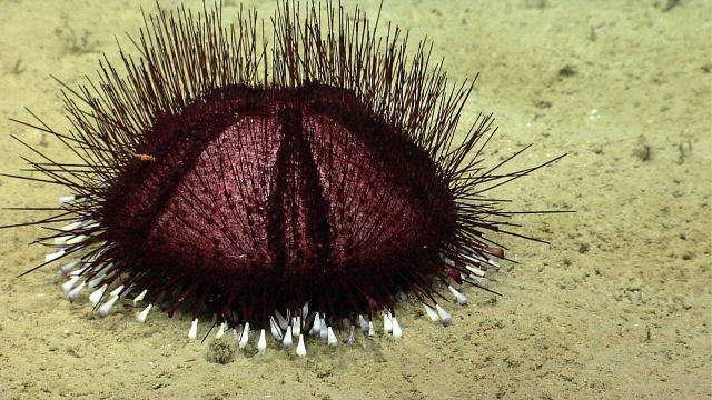 Sea urchin. Picture