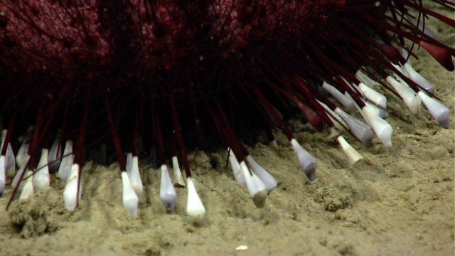 Sea urchin. Picture