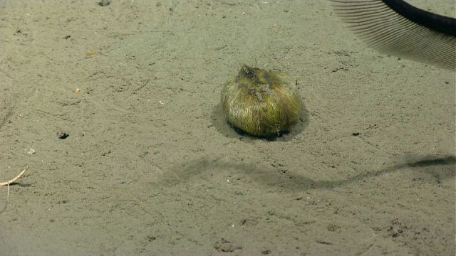 Sea urchin. Picture