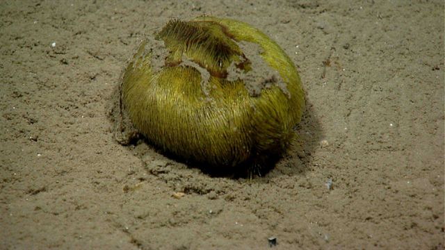 Sea urchin. Picture
