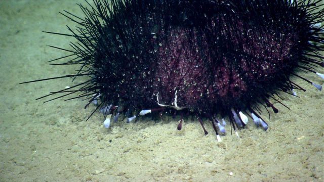 Sea urchin. Picture