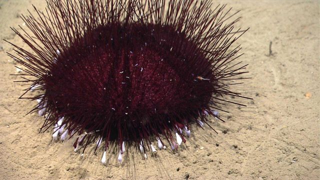 Sea urchin. Picture