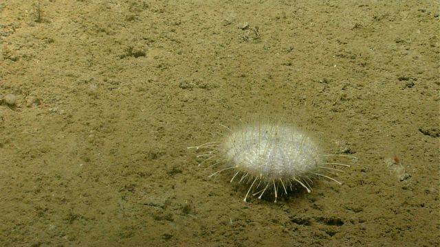 Sea urchin. Picture