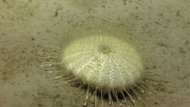 Sea urchin. Picture