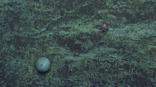 Sea urchin. Picture