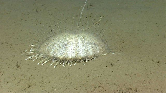 Sea urchin. Picture