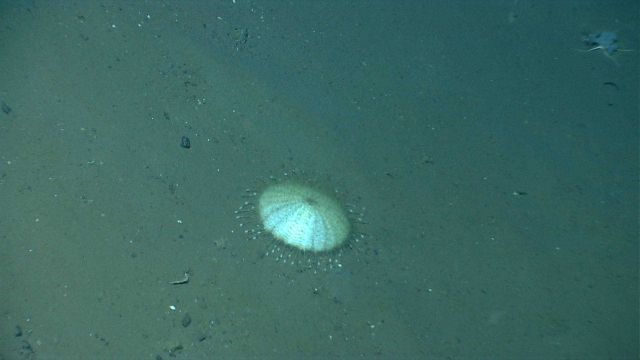 Sea urchin. Picture