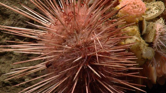 Sea urchin. Picture