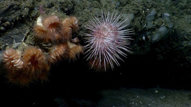 Sea urchin. Picture