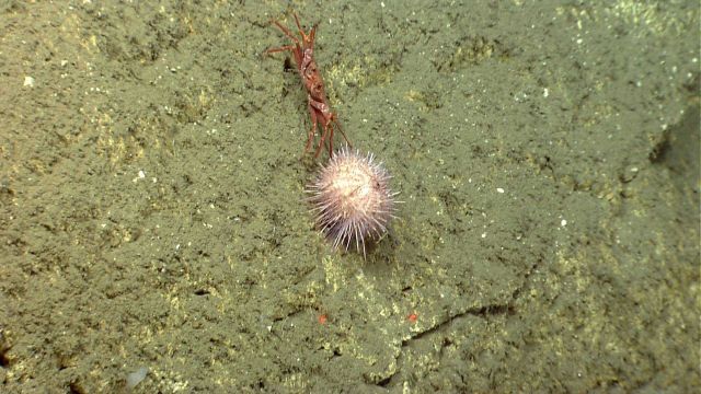 Sea urchin. Picture