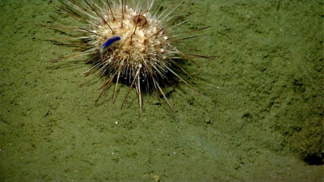 Sea urchin. Picture