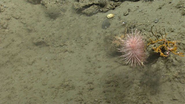 Sea urchin. Picture