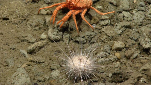 Sea urchin. Picture