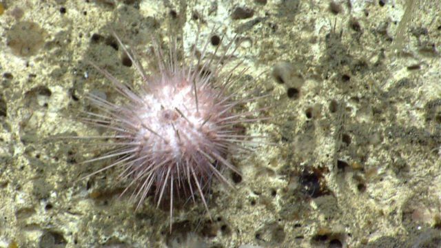 Sea urchin. Picture