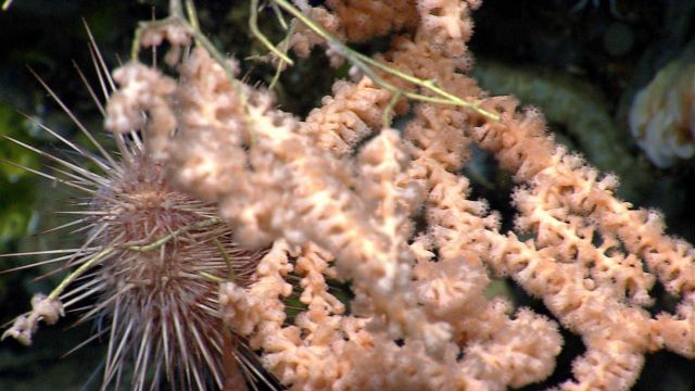 Sea urchin. Picture