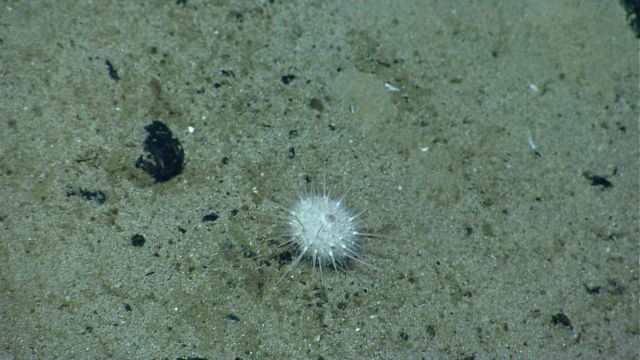 Sea urchin. Picture