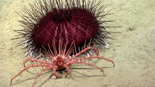 Sea urchin. Picture