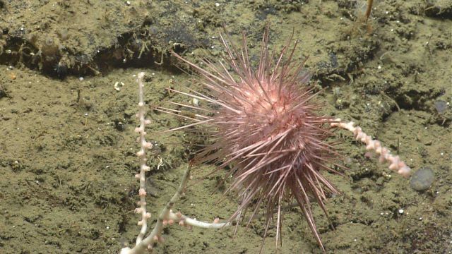 Sea urchin. Picture