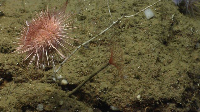 Sea urchin. Picture