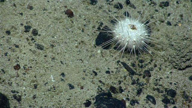 Sea urchin. Picture